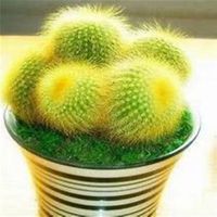 微信仙人球头像_高清仙人球花朵图片大全