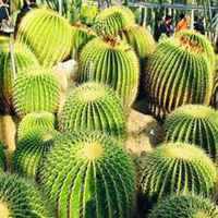 微信仙人球头像_高清仙人球花朵图片大全