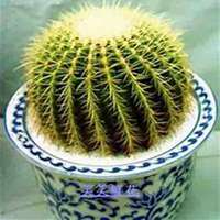 微信仙人球头像_高清仙人球花朵图片大全