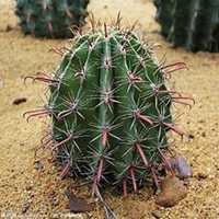 微信仙人球头像_高清仙人球花朵图片大全