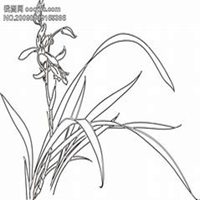 微信兰花头像_高清兰花花朵图片大全