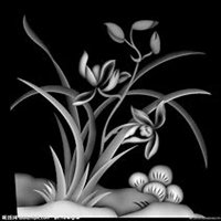 微信兰花头像_高清兰花花朵图片大全