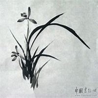 微信兰花头像_高清兰花花朵图片大全