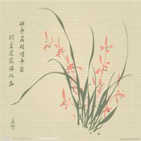 微信兰花头像_高清兰花花朵图片大全