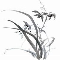 微信兰花头像_高清兰花花朵图片大全