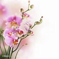 微信兰花头像_高清兰花花朵图片大全