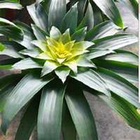 微信凤梨头像_高清凤梨花朵图片大全