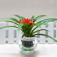 微信凤梨头像_高清凤梨花朵图片大全