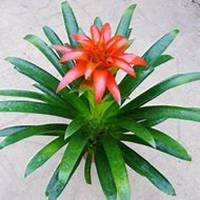 微信凤梨头像_高清凤梨花朵图片大全