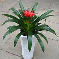 微信凤梨头像_高清凤梨花朵图片大全