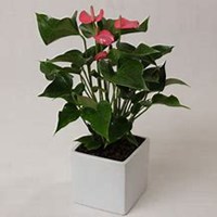 微信凤梨花头像_高清凤梨花花朵图片大全