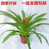 微信凤梨花头像_高清凤梨花花朵图片大全