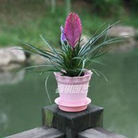 微信凤梨花头像_高清凤梨花花朵图片大全