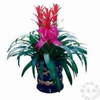 微信凤梨花头像_高清凤梨花花朵图片大全