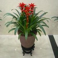 微信凤梨花头像_高清凤梨花花朵图片大全