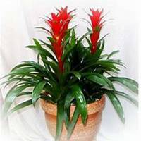 微信凤梨花头像_高清凤梨花花朵图片大全