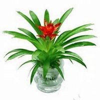 微信凤梨花头像_高清凤梨花花朵图片大全