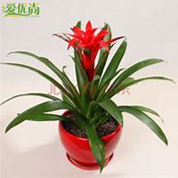 微信凤梨花头像_高清凤梨花花朵图片大全