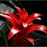 微信凤梨花头像_高清凤梨花花朵图片大全