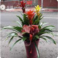 微信凤梨花头像_高清凤梨花花朵图片大全