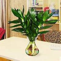 微信凤梨花头像_高清凤梨花花朵图片大全