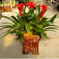 微信凤梨花头像_高清凤梨花花朵图片大全