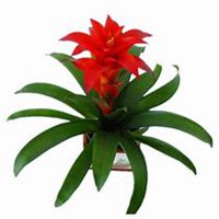 微信凤梨花头像_高清凤梨花花朵图片大全