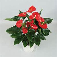 微信凤梨花头像_高清凤梨花花朵图片大全