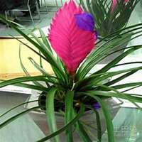 微信凤梨花头像_高清凤梨花花朵图片大全