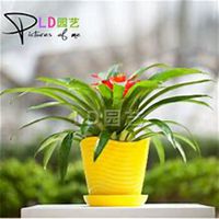 微信凤梨花头像_高清凤梨花花朵图片大全