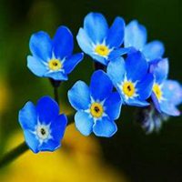 微信勿忘我花朵头像_高清勿忘我花朵花朵图片大全