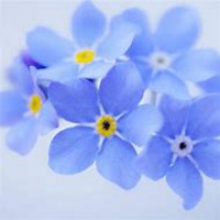 微信勿忘我花朵头像_高清勿忘我花朵花朵图片大全