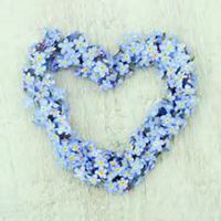 微信勿忘我花朵头像_高清勿忘我花朵花朵图片大全