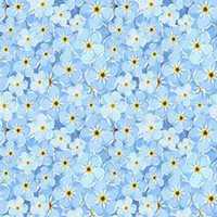 微信勿忘我花朵头像_高清勿忘我花朵花朵图片大全