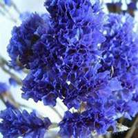 微信勿忘我花朵头像_高清勿忘我花朵花朵图片大全