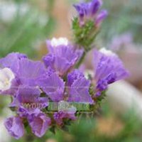 微信勿忘我花朵头像_高清勿忘我花朵花朵图片大全