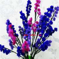 微信勿忘我花朵头像_高清勿忘我花朵花朵图片大全