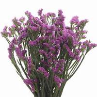 微信勿忘我花朵头像_高清勿忘我花朵花朵图片大全