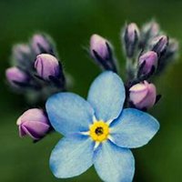 微信勿忘我花朵头像_高清勿忘我花朵花朵图片大全