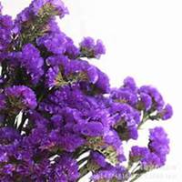 微信勿忘我花朵头像_高清勿忘我花朵花朵图片大全