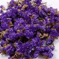 微信勿忘我花朵头像_高清勿忘我花朵花朵图片大全