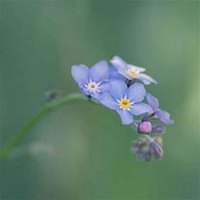 微信勿忘我花朵头像_高清勿忘我花朵花朵图片大全