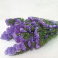 微信勿忘我花朵头像_高清勿忘我花朵花朵图片大全