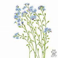 微信勿忘我花朵头像_高清勿忘我花朵花朵图片大全