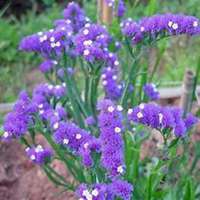 微信勿忘我花朵头像_高清勿忘我花朵花朵图片大全