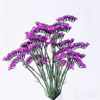 微信勿忘我花朵头像_高清勿忘我花朵花朵图片大全