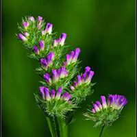 微信勿忘我花朵头像_高清勿忘我花朵花朵图片大全