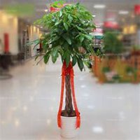 微信发财树头像_高清发财树花朵图片大全