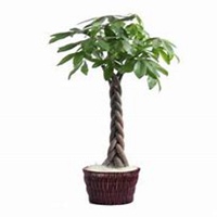 微信发财树头像_高清发财树花朵图片大全