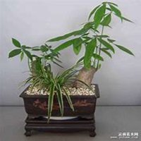 微信发财树头像_高清发财树花朵图片大全